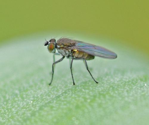 Réf. 341 220 : Hydrellia sp.